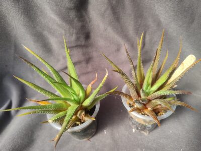 haworthia attenuata зеленушки від variegata