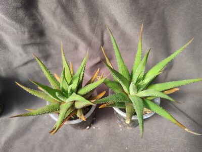 haworthia fasciata зеленушки от variegata