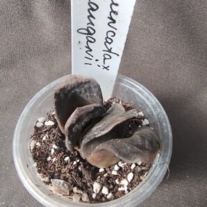 haworthia truncata*maugani