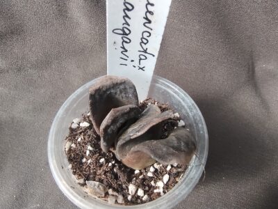 haworthia truncata*maugani