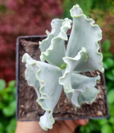 Cotyledon undulata - Зображення 2
