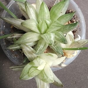 haworthia marumiana variegata дітка
