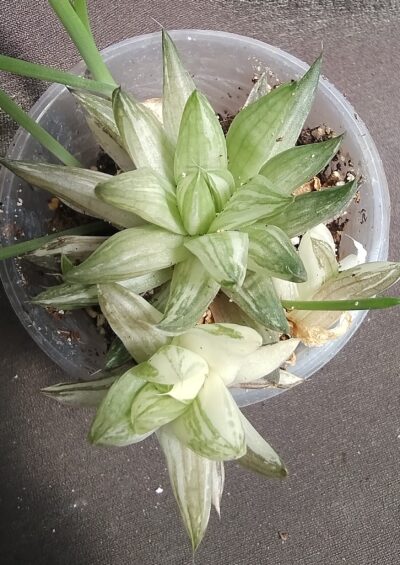 haworthia marumiana variegata дітка