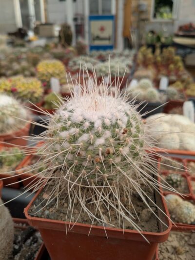 Mammillaria geminispina - Зображення 2