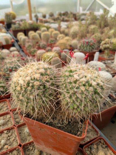 Mammillaria nejapensis - Зображення 3