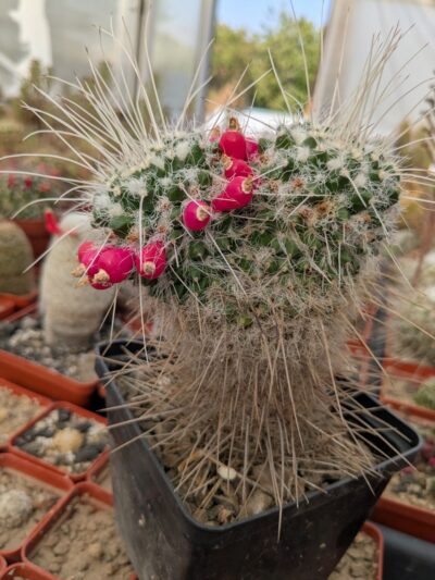 Mammillaria nejapensis v. longispina - Зображення 2