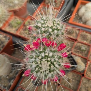 Mammillaria nejapensis v. longispina