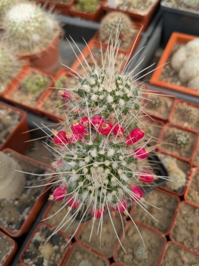Mammillaria nejapensis v. longispina
