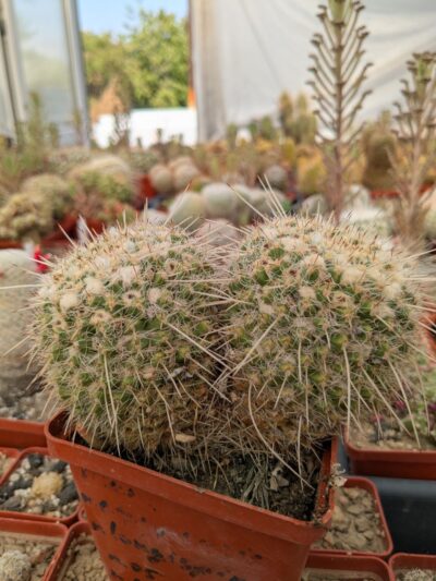 Mammillaria nejapensis - Зображення 2