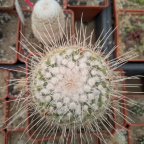 Mammillaria geminispina