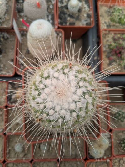 Mammillaria geminispina