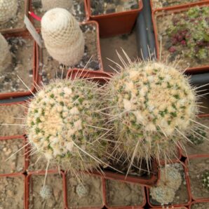 Mammillaria nejapensis