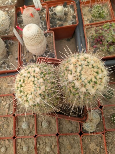 Mammillaria nejapensis