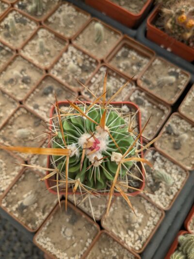 Stenocactus longispinus - Зображення 3