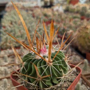 Stenocactus longispinus