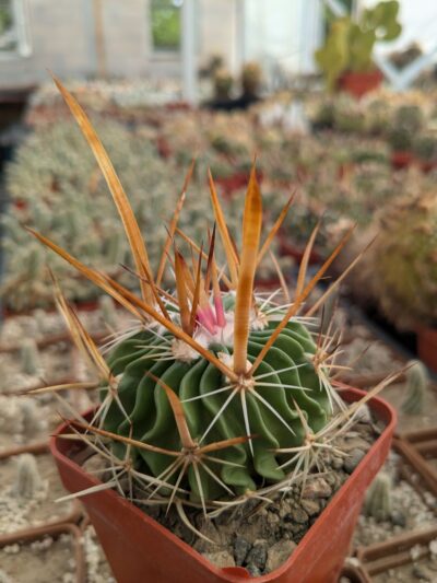 Stenocactus longispinus