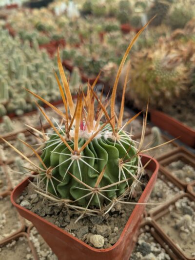 Stenocactus longispinus - Зображення 2