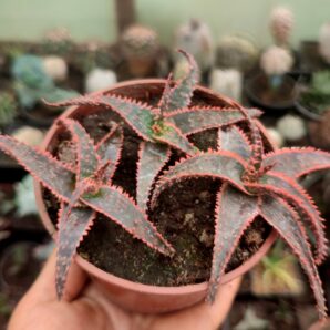 Aloe cv. Christmas Carol
