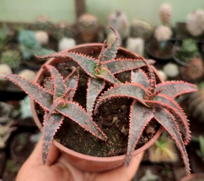 Aloe cv. Christmas Carol