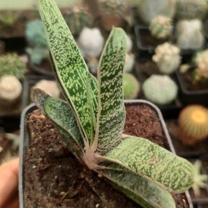 Gasteria Little Warty