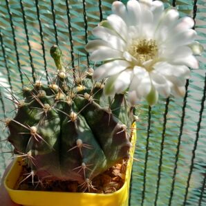 Gymnocalycium Mihanovichii