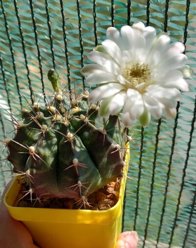 Gymnocalycium Mihanovichii