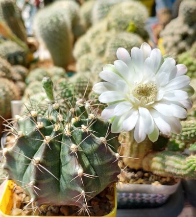 Gymnocalycium Mihanovichii - Зображення 2
