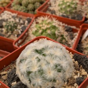 Mammillaria plumosa