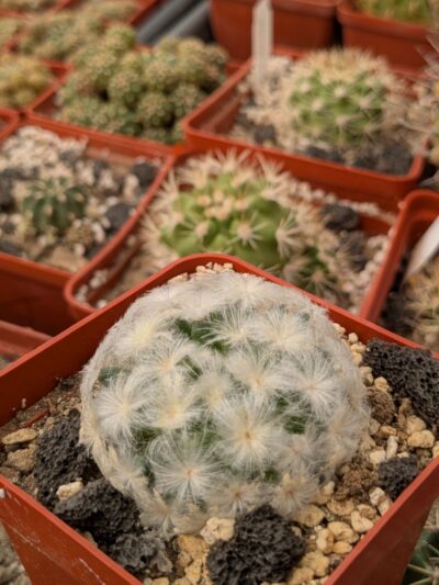 Mammillaria plumosa