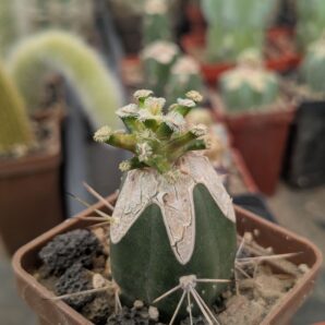 Mammillaria bertholdii