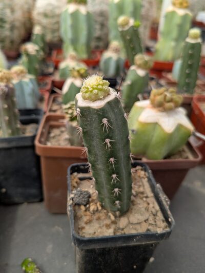 Rimacactus laui