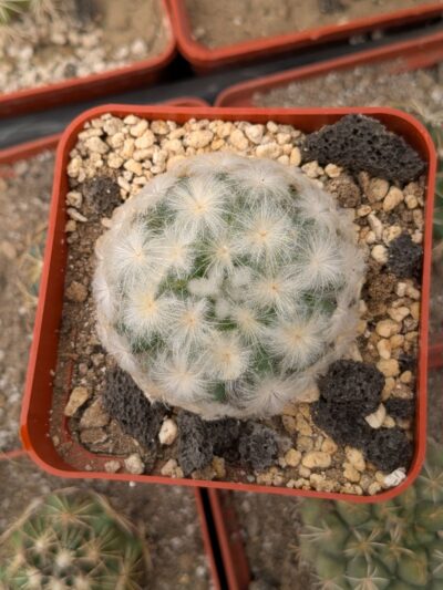 Mammillaria plumosa - Зображення 2