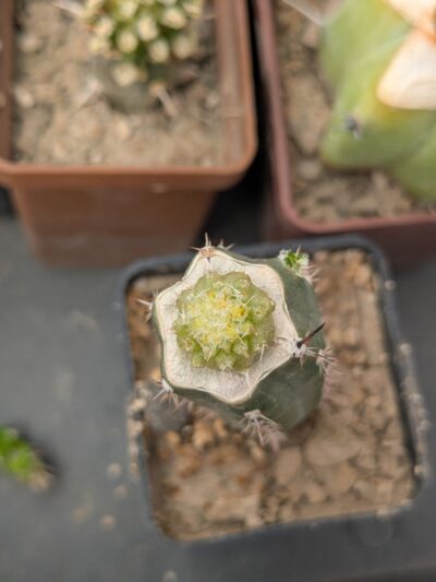 Rimacactus laui - Зображення 2