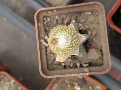 Blossfeldia formosa, Rio Las Corchas - Зображення 2
