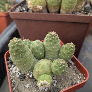 Puna subteranea (mesa garden 1179.96)