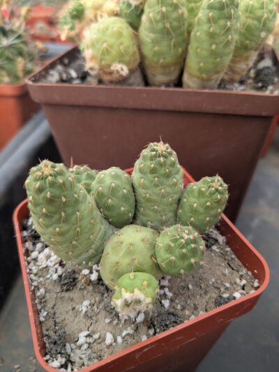 Puna subteranea (mesa garden 1179.96)