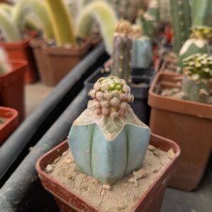 Mammillaria theresae