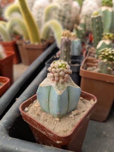 Mammillaria theresae