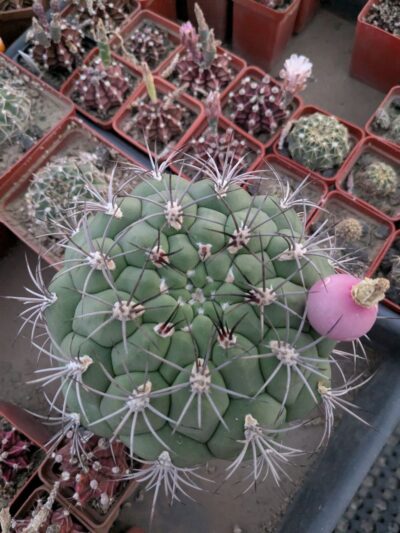 Gymnocalycium zegarrae - Зображення 2