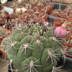 Gymnocalycium zegarrae