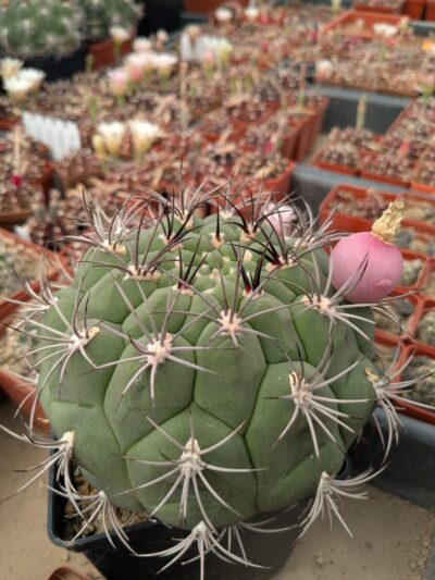 Gymnocalycium zegarrae