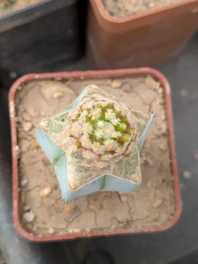Mammillaria theresae - Зображення 2