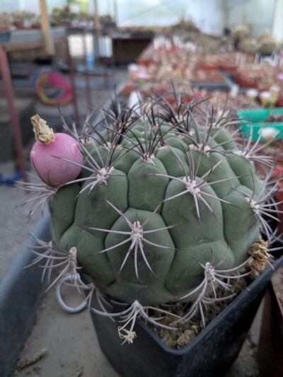 Gymnocalycium zegarrae - Зображення 3