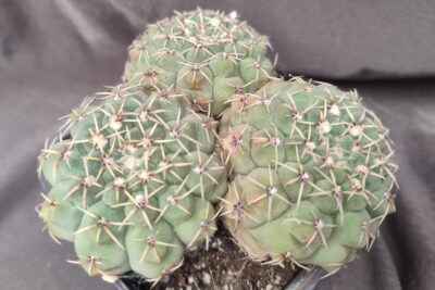 gymnocalycium sp три голови на 1 корені