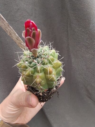 gymnocalycium baldianum малиновий - Зображення 2