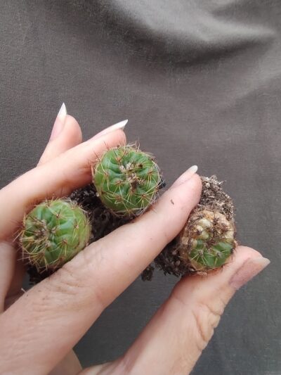 NOTOCACTUS OTTONIS - Зображення 2
