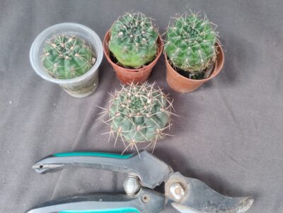 gymnocalycium baldianum суміш - Зображення 2