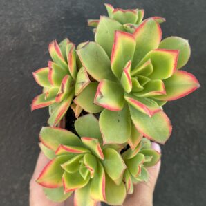 Aeonium Kiwi