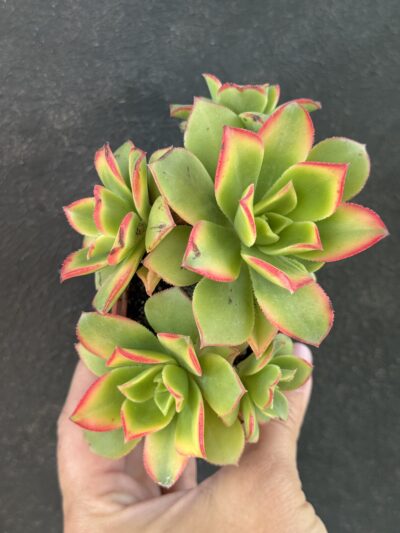 Aeonium Kiwi