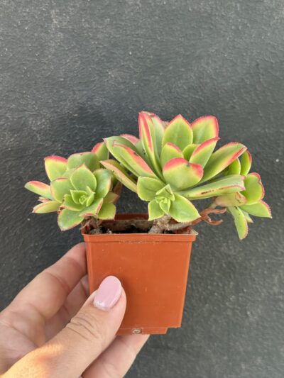 Aeonium Kiwi - Зображення 5